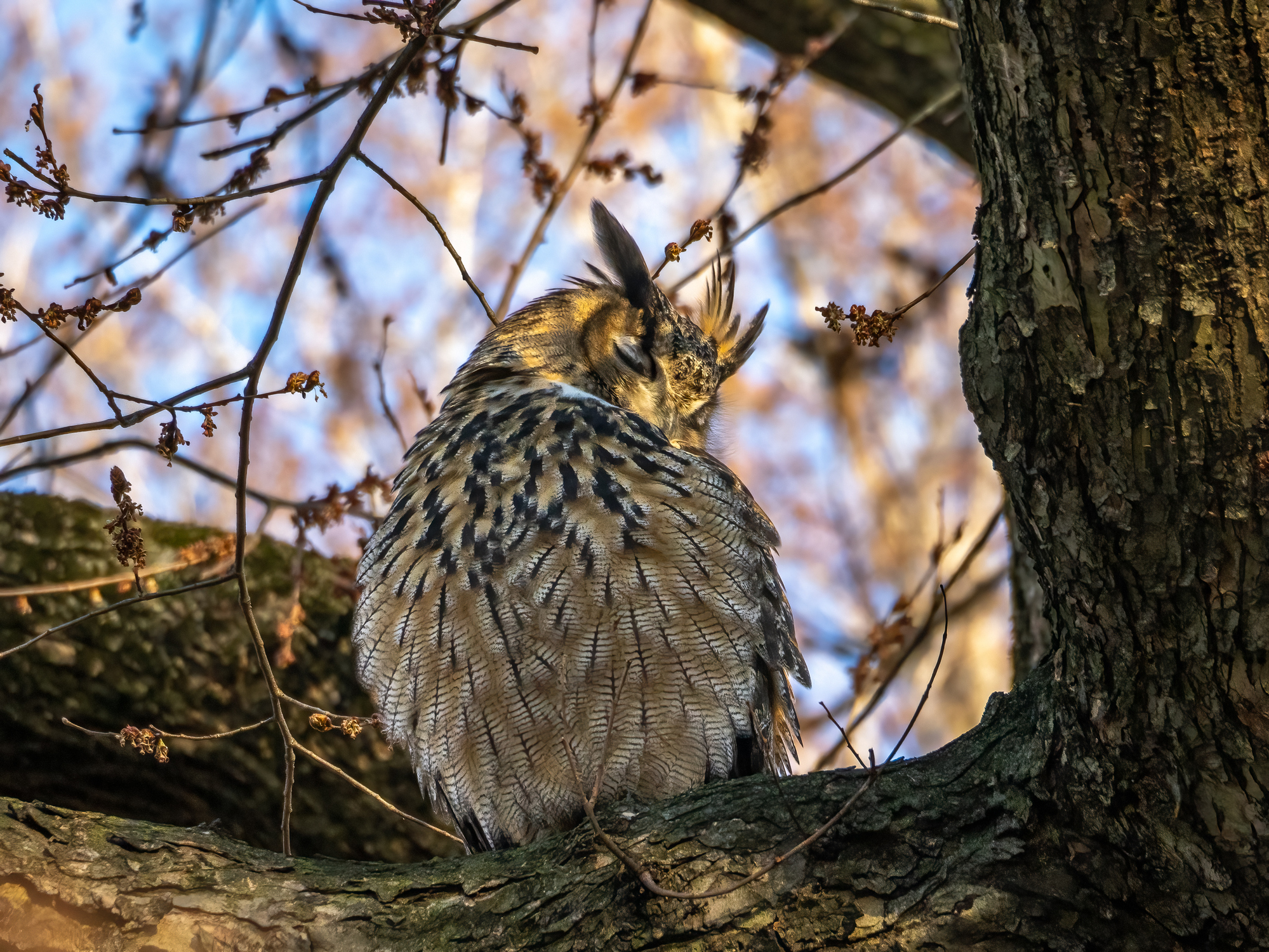 Flaco the owl seen in Central Park in Manhattan in 2023.