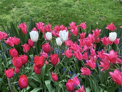 Tulips, Leaves and Grass