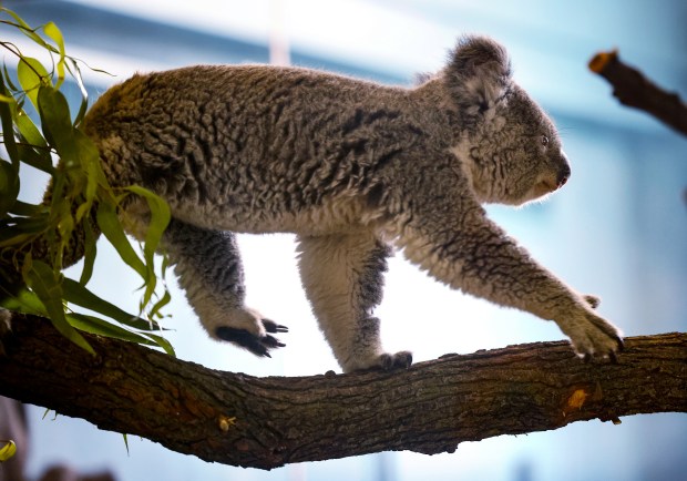 Brumby, a male koala, makes his public debut at the Brookfield Zoo on June 18, 2024. (Antonio Perez/Chicago Tribune)