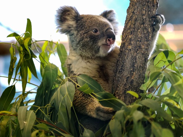 Brumby, a male koala, makes his public debut at the Brookfield Zoo on June 18, 2024. (Antonio Perez/Chicago Tribune)