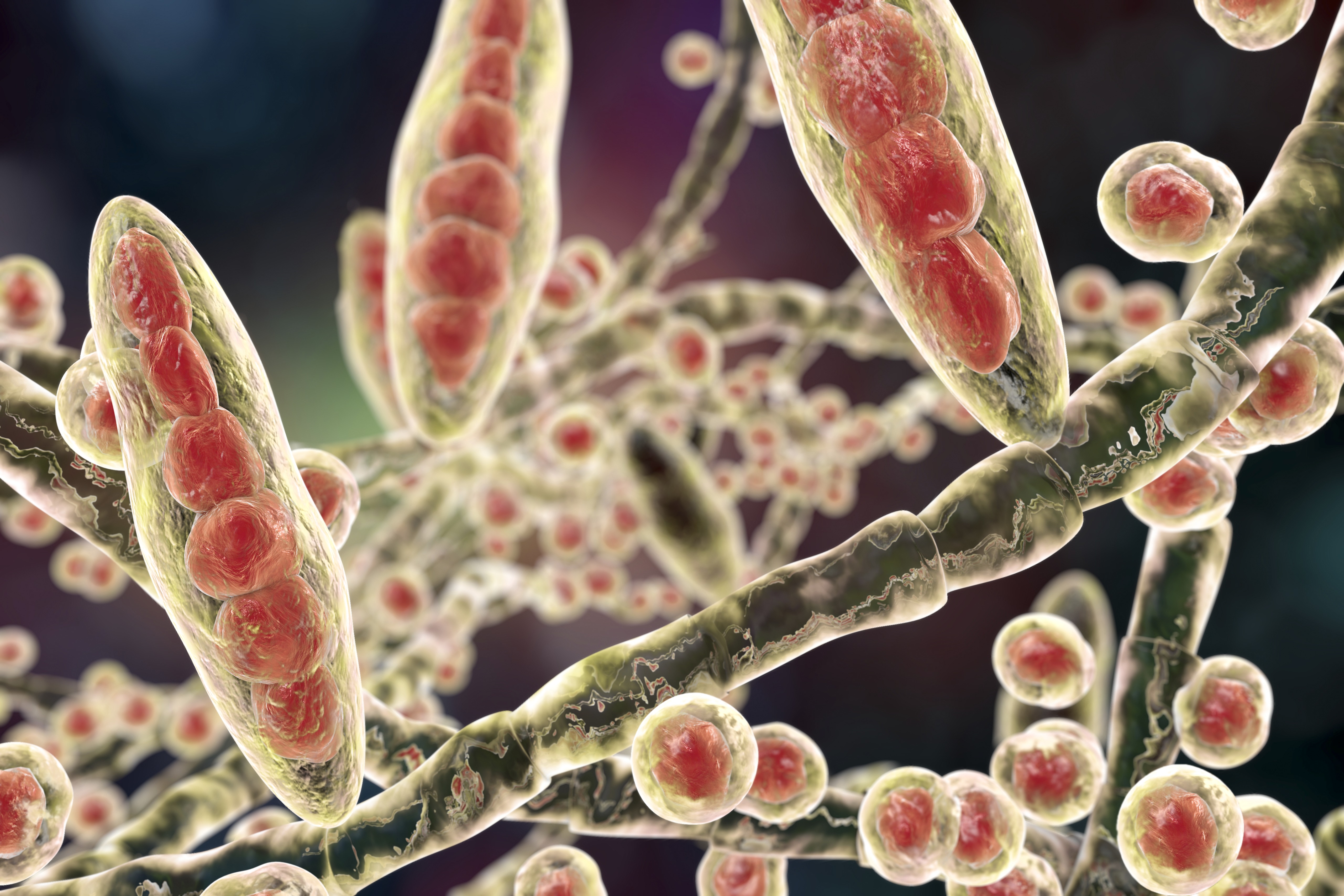 An computer rendering of trichophyton mentagrophytes, generally associated with athlete's foot and scalp rashes. Researchers say trichophyton mentagrophytes genotype VII – now documented for the first time in the U.S. – appears identical to other types in a culture, but can be differentiated via genetic sequencing.