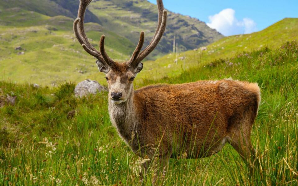 Celebrity stag put down after hikers feed him croissants