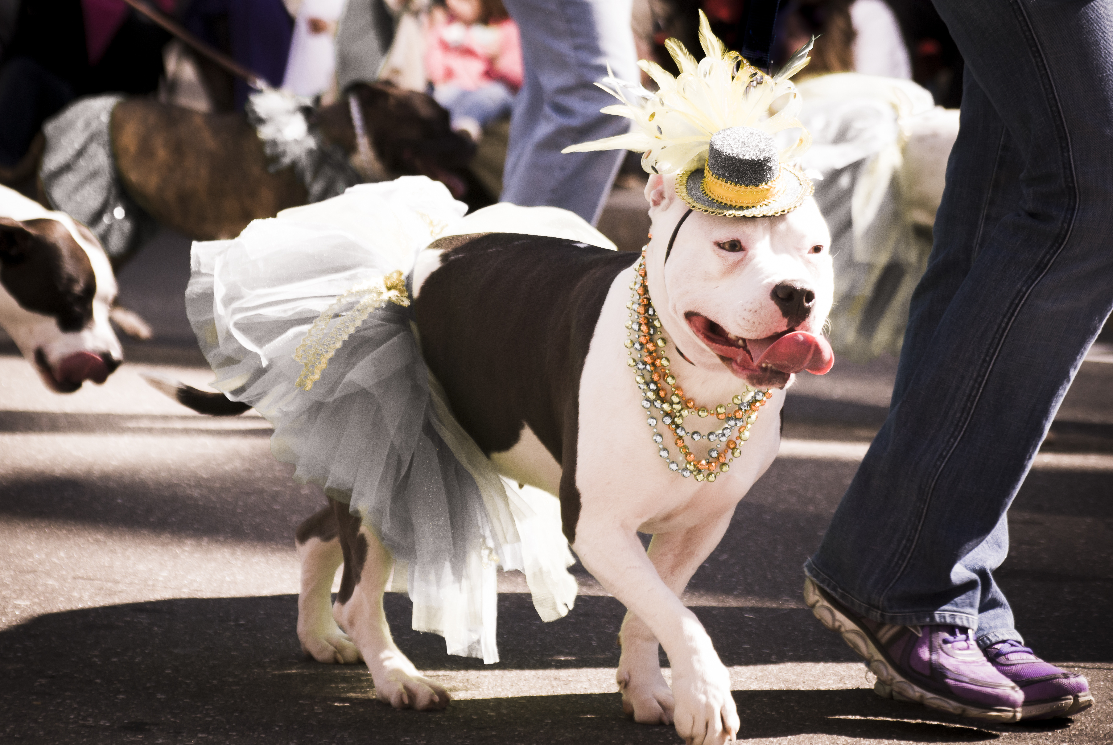 a dog in a little top hat