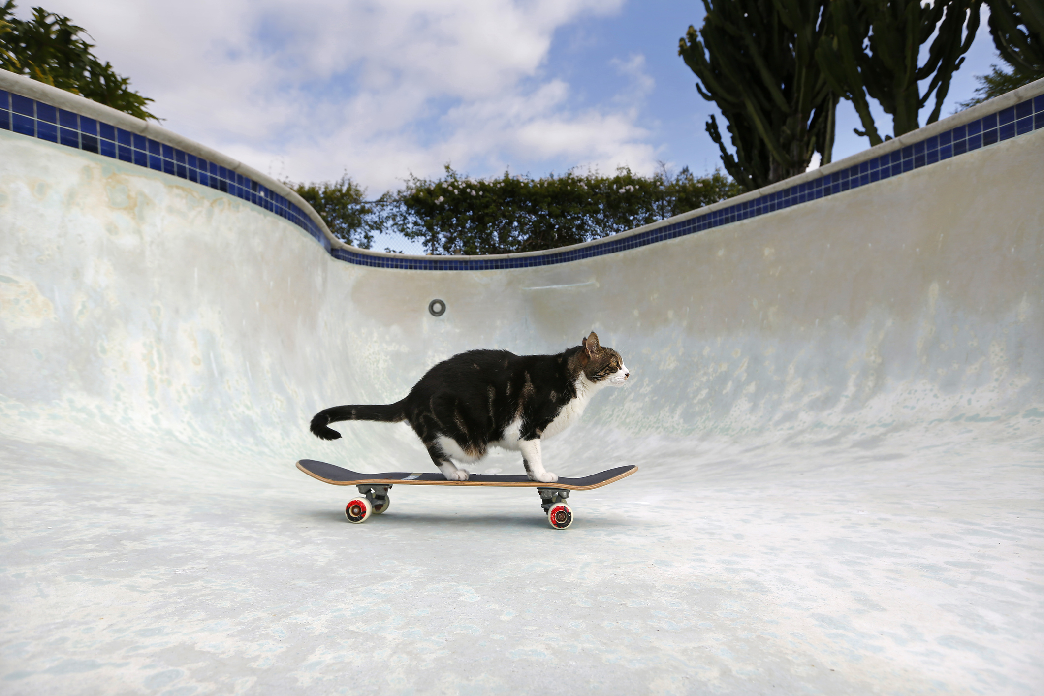 cat on a skateboard