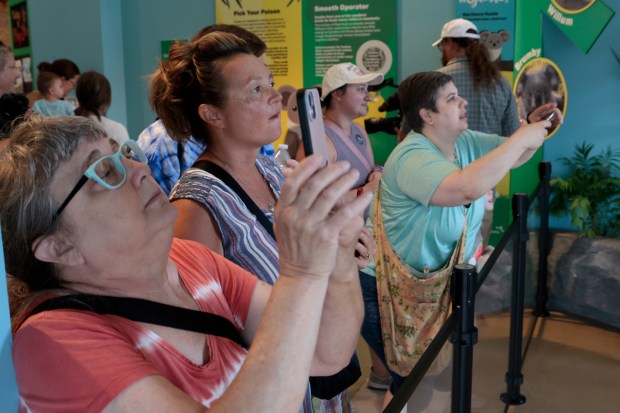 Brookfield Zoo members watch Brumby, a male koala, at his public debut at the Brookfield Zoo on June 18, 2024. (Antonio Perez/Chicago Tribune)