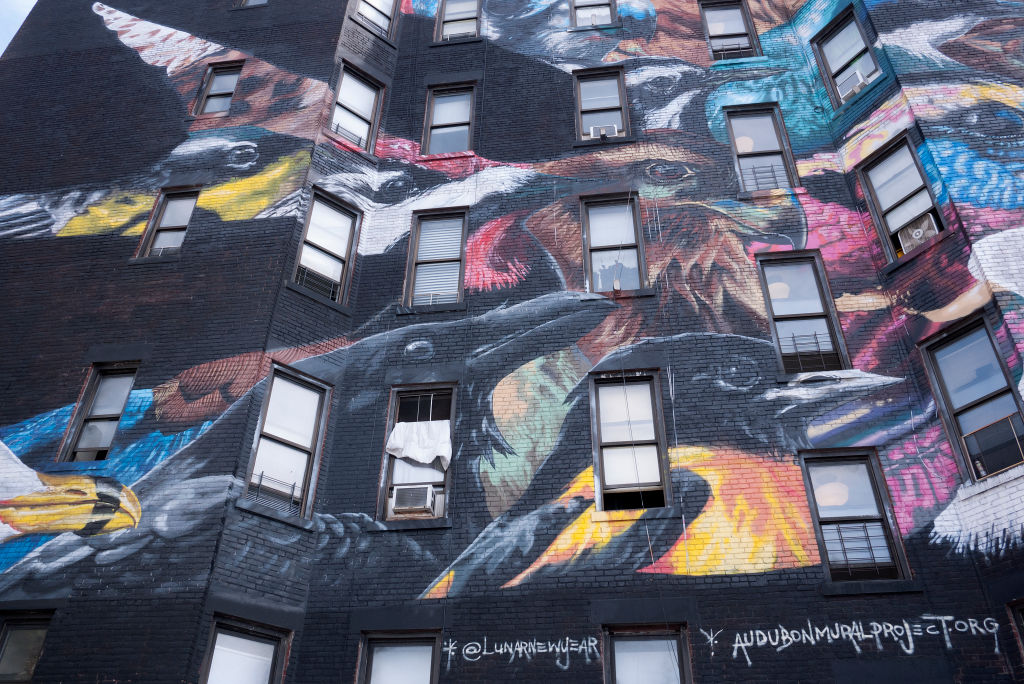 Audubon Mural Project in West Harlem on Oct. 28, 2017 in Harlem. The naturalist John Audubon lived and is buried in the neighborhood.