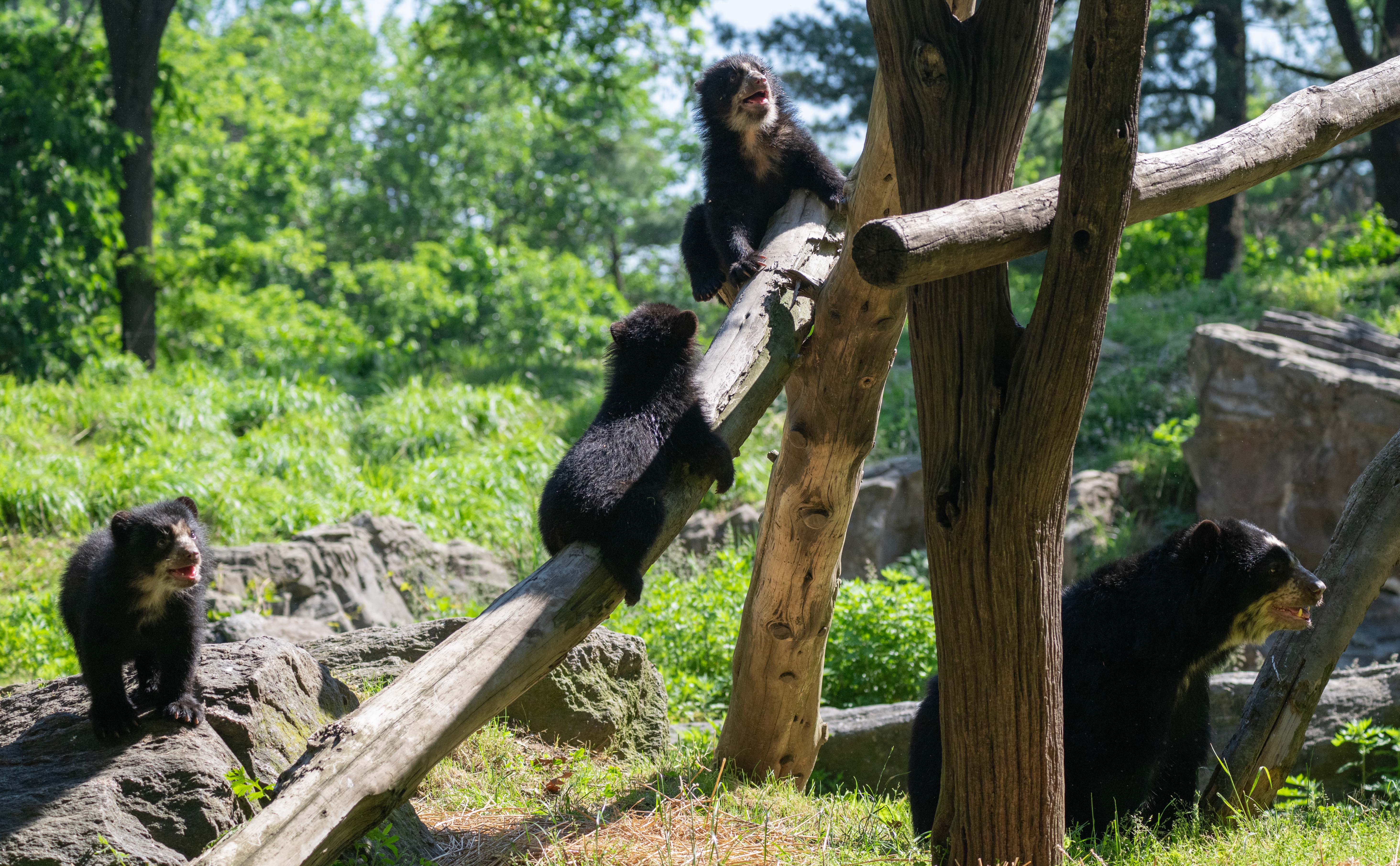 Three Andean bear cubs hang with their mom at Queens Zoo.